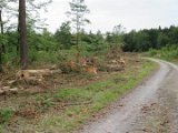 2022-05-20 - Tornado beim Sturmtief Emmelinde Solling - Steinlade bis Gehren (76)